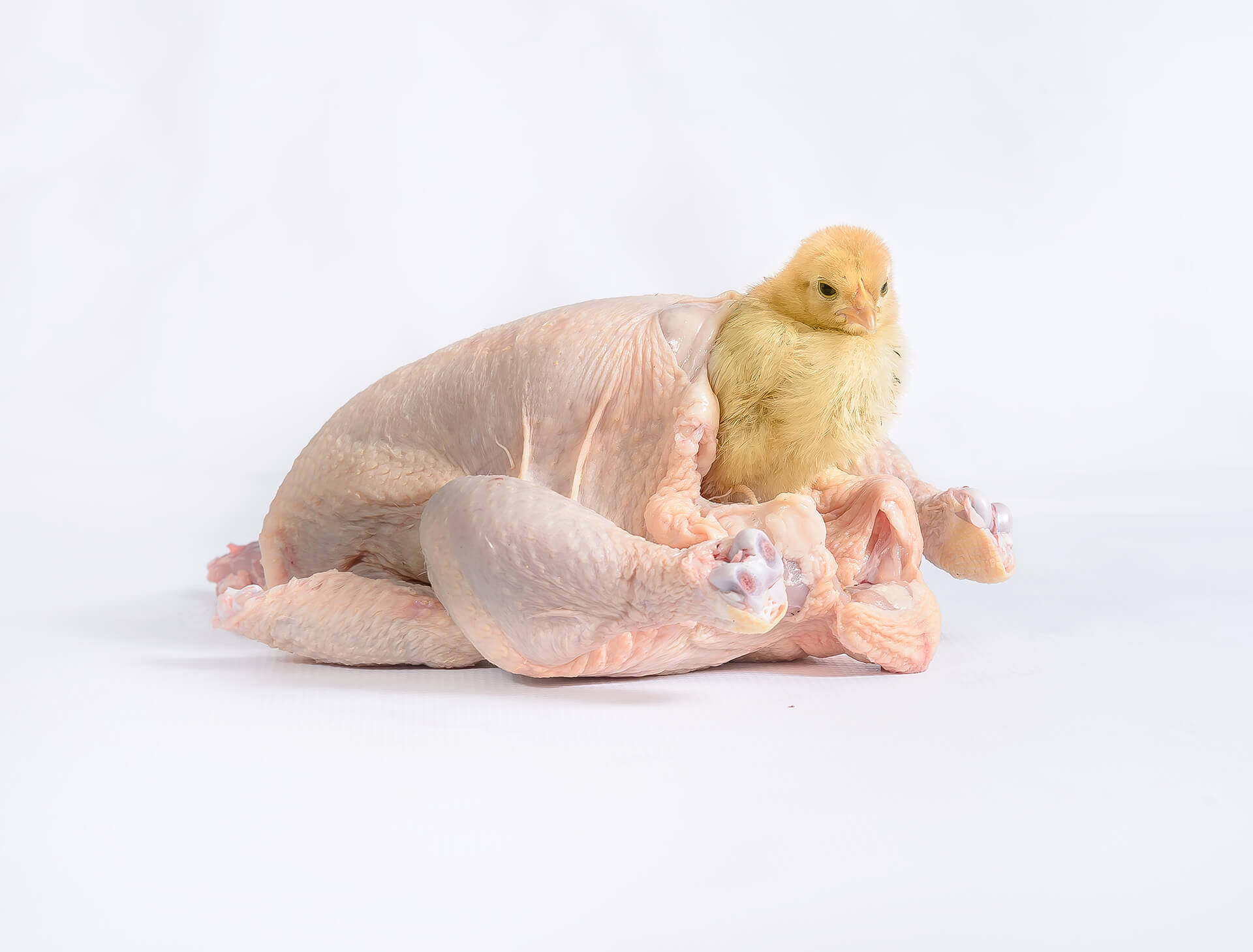 Younes Atbane, "The second copy of the original copy", photographie d'un poussin qui sort d'une d'un poulet mort et déplumé, arts contemporains au Maroc