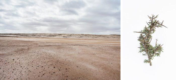 Abdessamad El Montassir, Al Amakine une cartographie des vies invisibles, photographies de paysage et plantes dans le Sahara au sud du Maroc