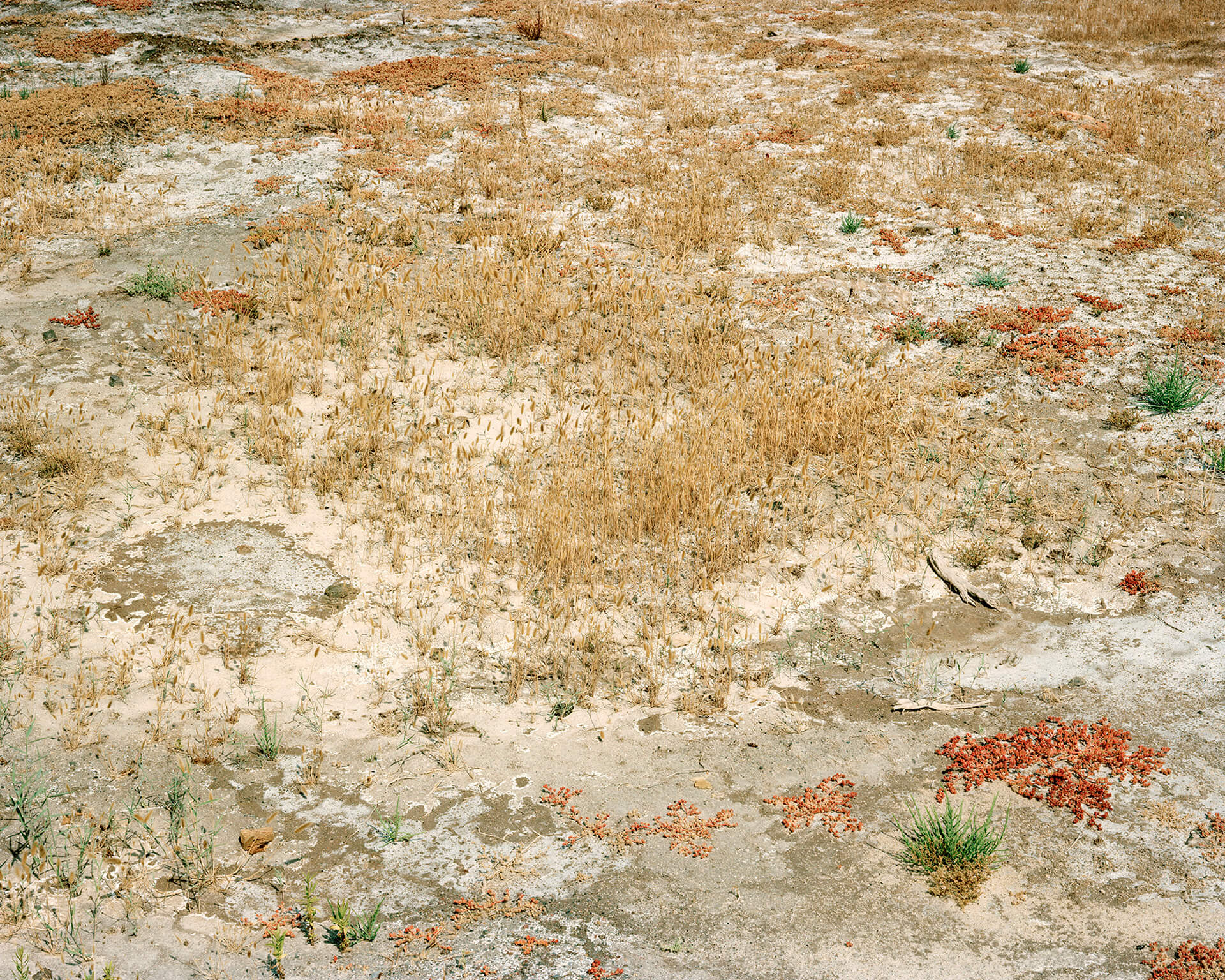 Corinne Silva, Desert Oasis V, Empty Lot, from Badlands 2011. C-type photograph, 127 x 101 cm
