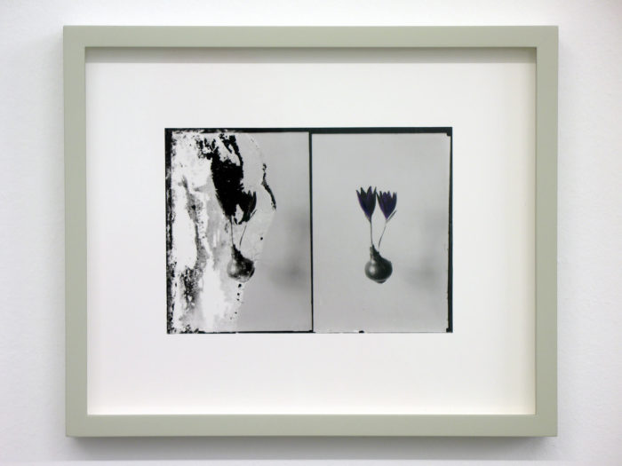 Uriel Orlow, Double Vision (Native Plants), 2013-14. Hand-tinted black and white silver gelatine prints, 24 x 29 cm